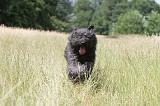 BOUVIER DES FLANDRES 039